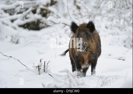 Sanglier, Sus scrofa, Wildschwein Banque D'Images