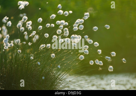 Hare's tail-linaigrettes linaigrettes, de buttes, cottonsedge à gaine, Scheidiges Wollgras Eriophorum vaginatum Banque D'Images