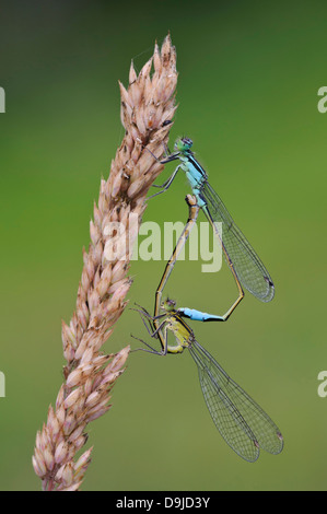 Demoiselle à queue bleue, d'Ischnura elegans, grosse Pechlibelle Banque D'Images