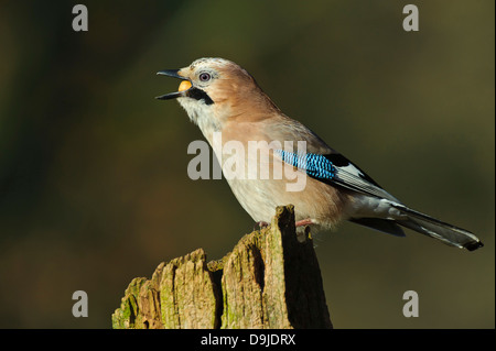 Eurasian Jay, Garrulus glandarius, Eichelhäher Banque D'Images