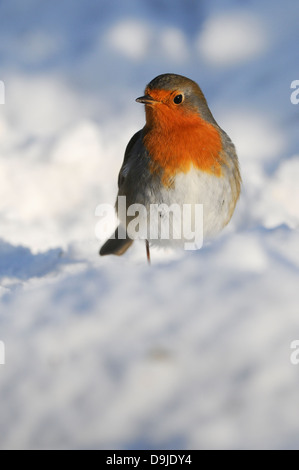 Erithacus rubecula aux abords, Robin, Rotkehlchen, Hiver Banque D'Images