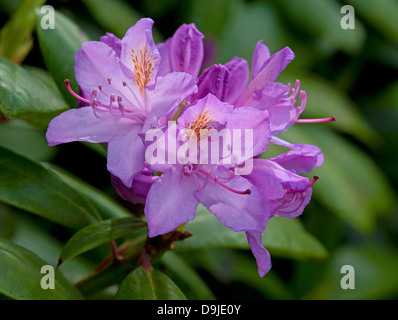 Rhododendron ponticum, Inverness-shire en Écosse. 9135 SCO Banque D'Images