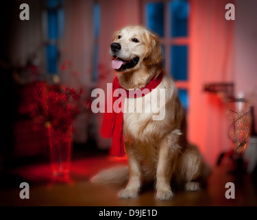Portrait de jeune Golden Retriever. Jeune chien-guide dans la formation. Banque D'Images