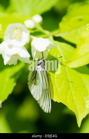 Aporia crataegi papillon Banque D'Images