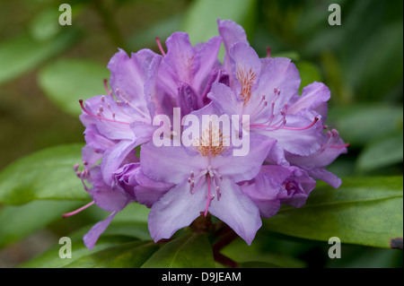 Rhododendron ponticum, Inverness-shire en Écosse. 9140 SCO Banque D'Images