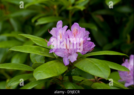 Rhododendron ponticum, Inverness-shire en Écosse. 9141 SCO Banque D'Images