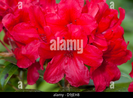 Rhododendron 'Jack' rouge en pleine floraison au début de l'été. 9143 SCO. Banque D'Images
