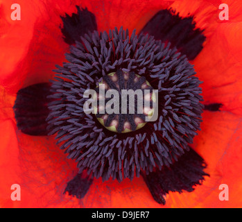 Graines de pavot rouge tête. 9146 SCO Banque D'Images