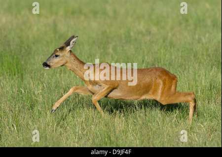 Capreolus capreolus, Reh, Rehwild, chevreuil, faon Banque D'Images