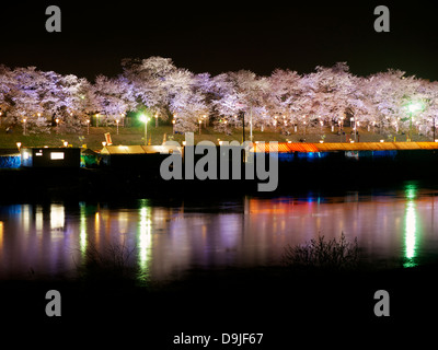 Pleine floraison des cerisiers illuminées la nuit par Ogawara River, Miyagi, Japon Banque D'Images