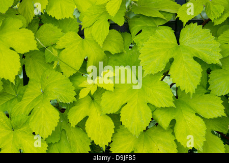 Humulus lupulus aureus. Feuilles de houblon d'or Banque D'Images