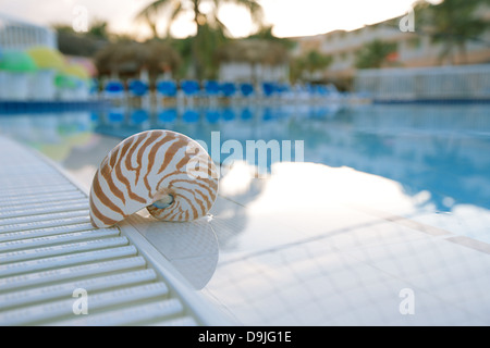 Shell Nautilus resort au bord de la piscine, super shallow dof Banque D'Images
