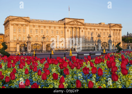 L'Angleterre, Londres, Buckingham Palace et tulipes Banque D'Images