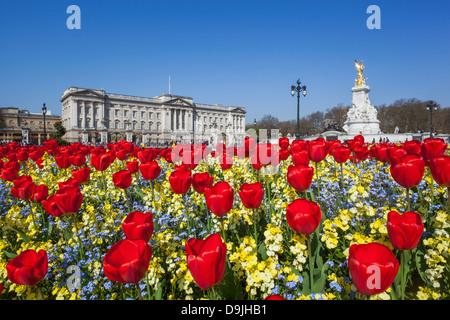 L'Angleterre, Londres, Buckingham Palace et tulipes Banque D'Images
