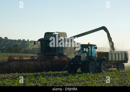 Le déchargement sur la moissonneuse-batteuse se déplacer lors de la récolte des haricots Banque D'Images
