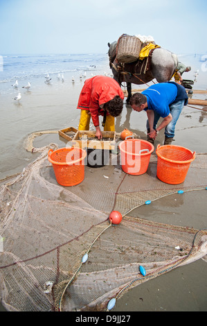 Sélection de crevettes Crevettes avec tamis sur la plage après la pêche avec chevaux de trait le long de la côte de la mer du Nord, Oostduinkerke, Belgique Banque D'Images