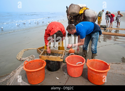 Sélection de crevettes Crevettes avec tamis sur la plage après la pêche avec chevaux de trait le long de la côte de la mer du Nord, Oostduinkerke, Belgique Banque D'Images