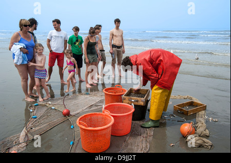 Shrimper sélection avec les crevettes sur la grille après la pêche de plage avec chevaux de trait le long de la côte de la mer du Nord, Oostduinkerke, Belgique Banque D'Images