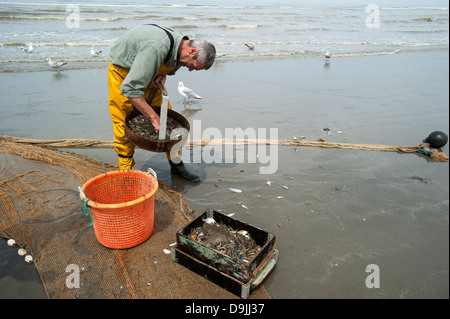 Shrimper sélection avec les crevettes sur la grille après la pêche de plage avec chevaux de trait le long de la côte de la mer du Nord, Oostduinkerke, Belgique Banque D'Images