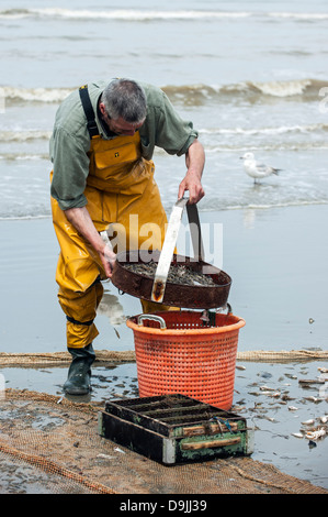 Shrimper sélection avec les crevettes sur la grille après la pêche de plage avec chevaux de trait le long de la côte de la mer du Nord, Oostduinkerke, Belgique Banque D'Images