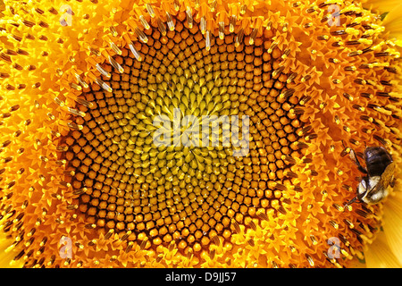 Gros plan d'une abeille sur le bord d'un tournesol Banque D'Images