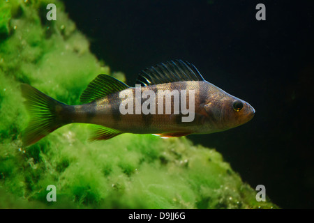 Perche perche fluviatile / européen / anglais perchaude (Perca fluviatilis) poissons nager sous l'eau dans le lac Banque D'Images