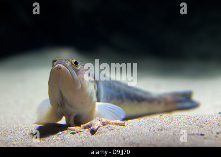 Plus grand poisson weever (Trachinus draco) reposant sur le fond marin Banque D'Images