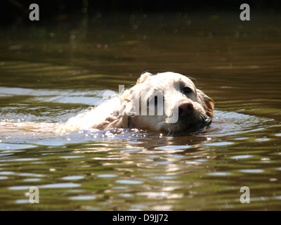 Golden Retriever dog de nager dans une rivière, UK 2013 Banque D'Images