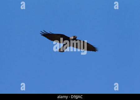 Western Jackdaw Choucas / européenne / Eurasian Jackdaw (Corvus monedula / Coloeus monedula) en vol Banque D'Images