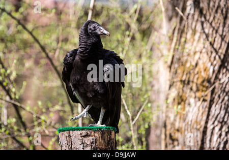 Un vautour noir l'oiseau charognard vu souvent sur le côté de la route. Banque D'Images