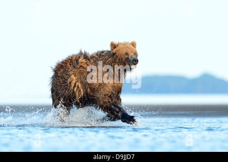 Grizzli (Ursus arctos) pêchant dans l'eau Banque D'Images