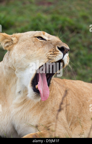 Femme Lion close-up bâillements, Masai Mara, Kenya Banque D'Images