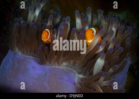 Poisson clown (Amphiprion percula Clown) jouent dans une anémone sur la Nudi Retreat 2 divesite, Détroit de Lembeh, Sulawesi du Nord Banque D'Images