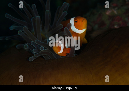 Poisson clown (Amphiprion percula Clown) joue dans une anémone sur la Nudi Retreat 2 divesite, Détroit de Lembeh, Sulawesi du Nord Banque D'Images