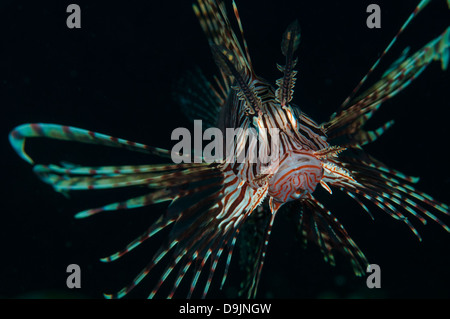 Poisson-papillon (Pterois volitans commune) déploie ses nageoires et d'épines, Détroit de Lembeh, Indonésie Banque D'Images