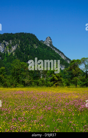 Donnant sur le pré des fleurs dans les Alpes d'Ammergau Kofel, Oberammergau, Allemagne Banque D'Images