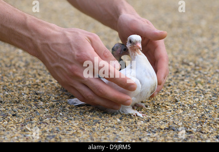 Niché Pigeon oiseau blanc sur le sable et l'homme mains tenant entre les oiseaux dans le nouveau monde de colombe bébé Banque D'Images