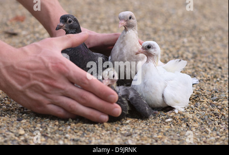 Oiseaux oisillons Pigeon sur le sable et l'homme Hands holding Oiseaux Banque D'Images