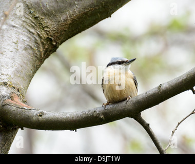 Nuthhatch eurasien - un petit passereau Banque D'Images