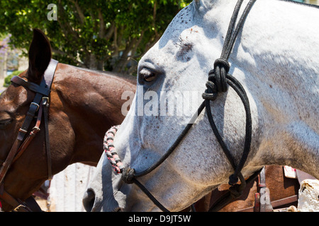 Vue rapprochée de la tête de poney de polo. Banque D'Images