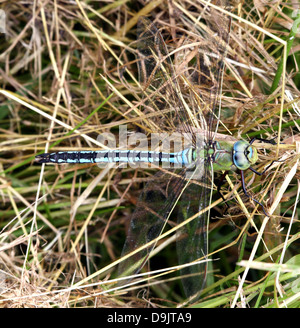 Macro détaillée d'un mâle bleu libellule Anax imperator (Empereur) posant sur le terrain Banque D'Images