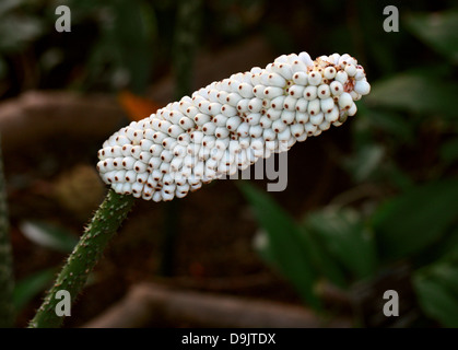 Anchomanes difformis, Araceae. L'Afrique tropicale. Syn. A. dubius, A. hookeri, A. obtusus, A. petiolatus, Amorphophallus difformis Banque D'Images