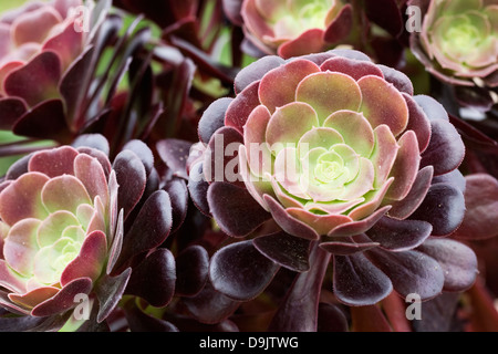 Aeonium 'Velour'. Houseleek Arbre. Banque D'Images