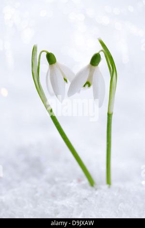 Deux jolies fleurs snowdrop Soft focus, sur blanc neige studio, idéal pour carte postale Banque D'Images