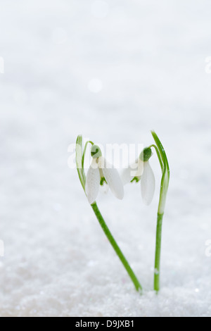 Deux jolies fleurs snowdrop Soft focus, sur blanc neige studio, idéal pour carte postale Banque D'Images