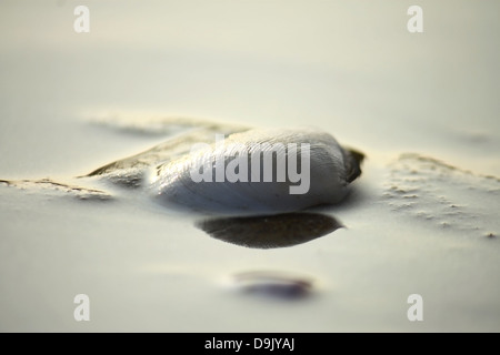 White shell laver avec de l'eau provenant de l'océan Banque D'Images