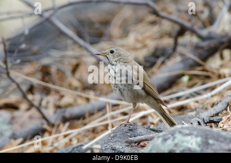 La Grive solitaire (Catharus guttatus), descente de canyon Gallinas, gamme noir, Gila Wilderness, Grant Co., New Mexico, USA. Banque D'Images