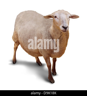 Moutons sur un fond blanc avec une ombre comme un symbole de l'agriculture et l'élevage des animaux de ferme avec un seul membre du troupeau perdu à un berger. Banque D'Images