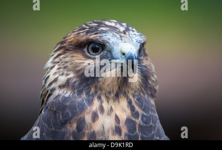 Une Buse de Swainson sur le gant au Carolina Raptor Center. Banque D'Images