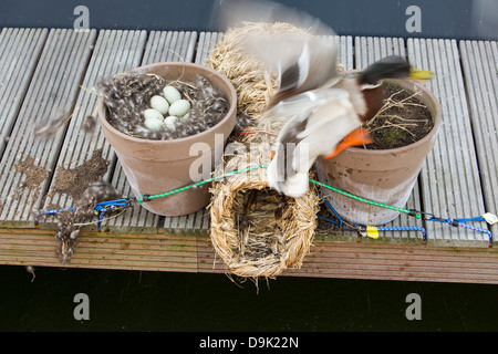 Un mâle colvert (Anas platyrhynchos), s'envole un nid dans un pot de jardin à Ijburg, Amsterdam, Pays-Bas. Banque D'Images